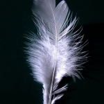 450px-a_single_white_feather_closeup